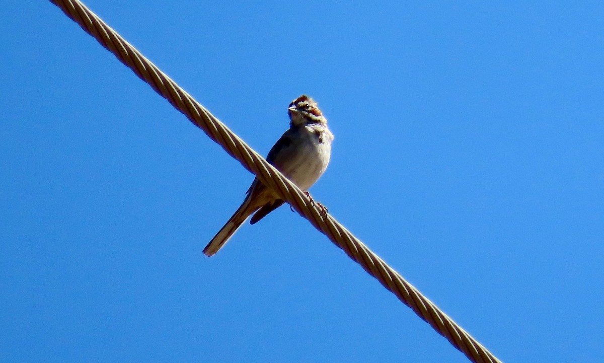 Lark Sparrow - Petra Clayton