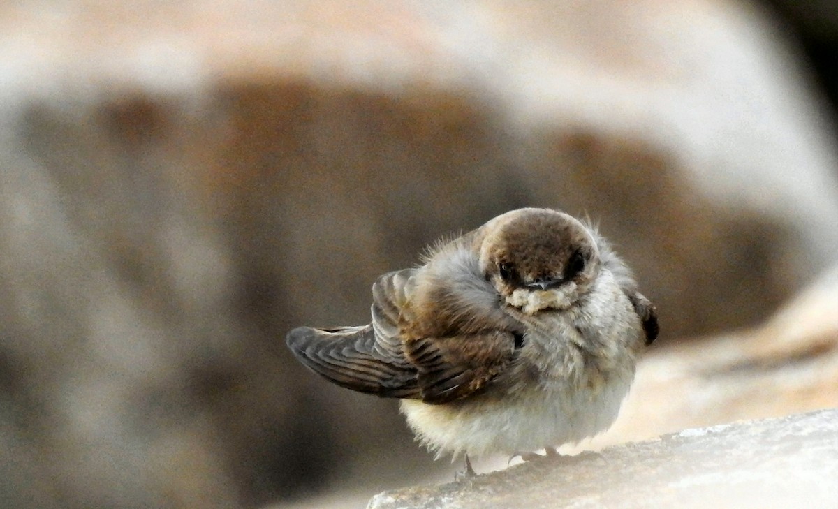 Northern Rough-winged Swallow - ML57575701