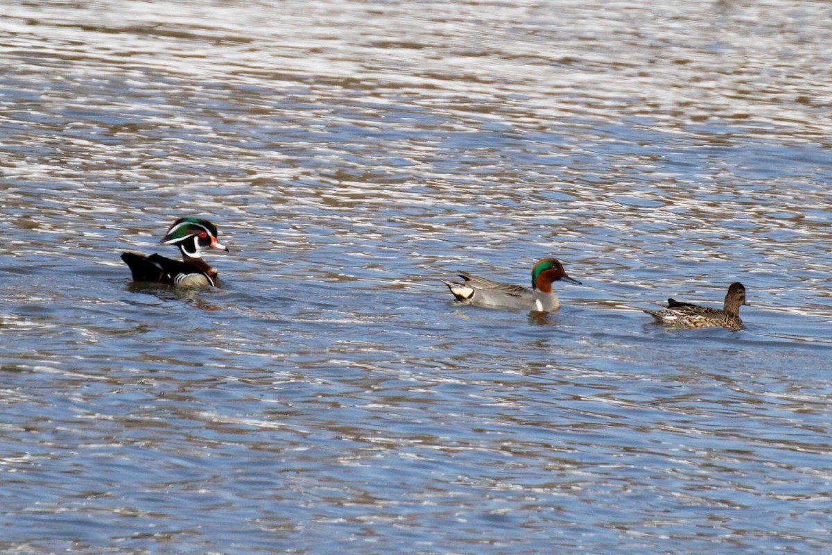Green-winged Teal - ML57575761