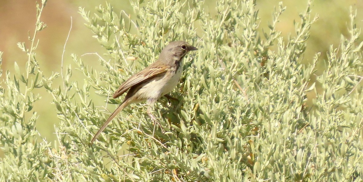 Bell's Sparrow - ML575758231