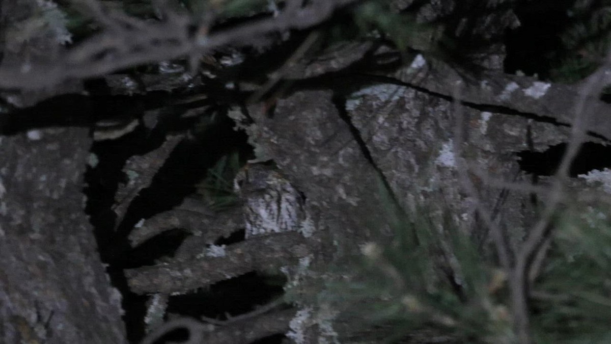 eBird Checklist 21 May 2023 Mt. LemmonBear Wallow 3 species