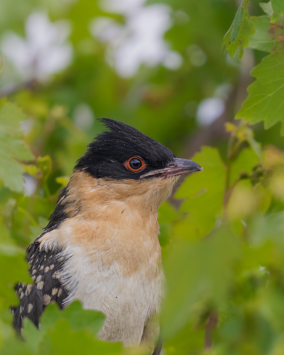 Great Spotted Cuckoo - ML575761741