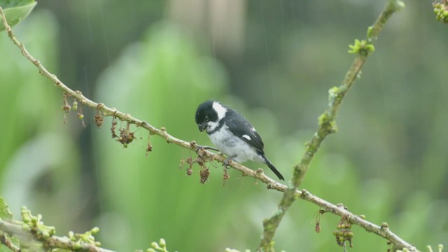 Variable Seedeater - ML575761911