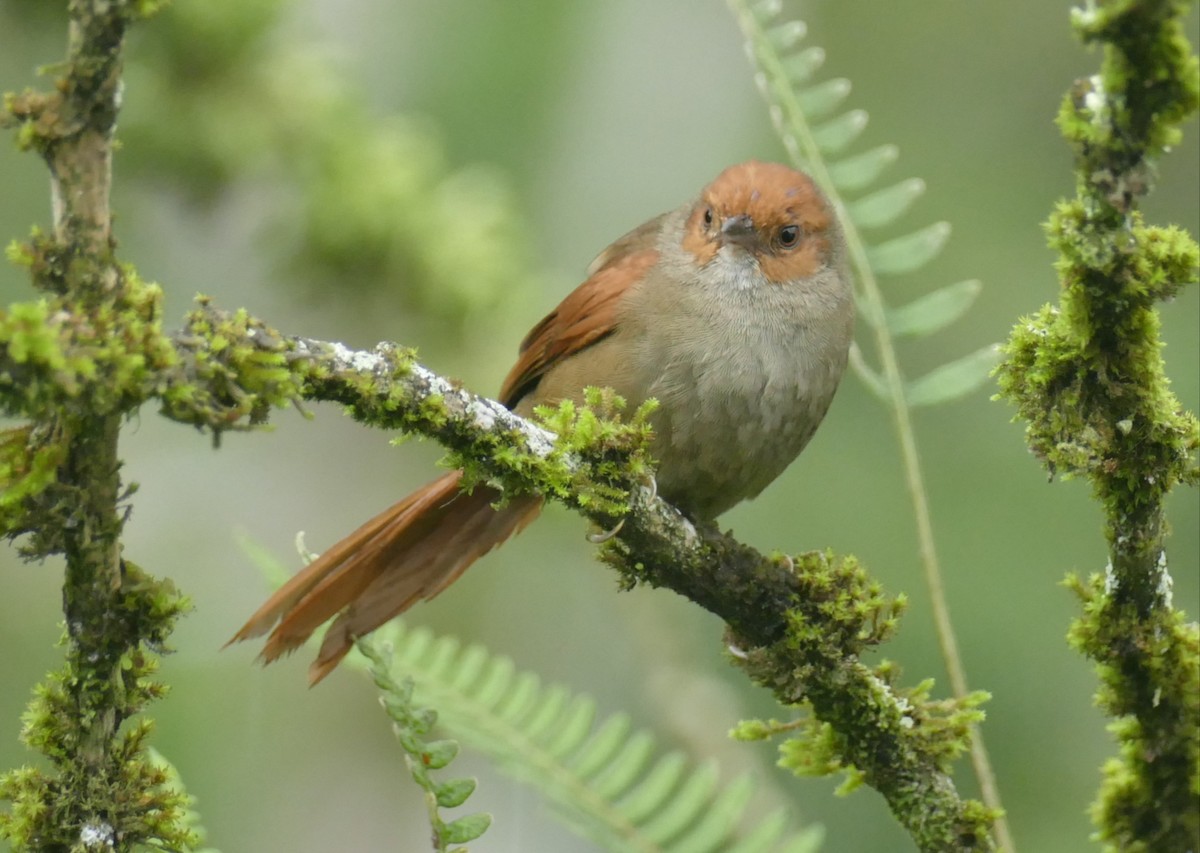 Red-faced Spinetail - ML575762201