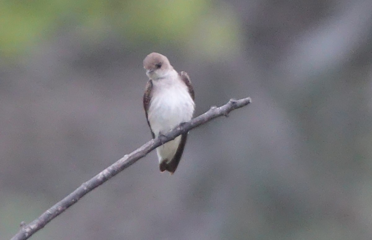 Northern Rough-winged Swallow - ML57576221