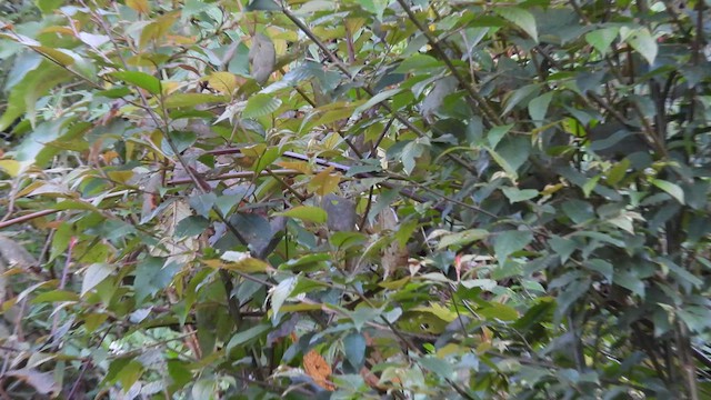 Black-faced Warbler - ML575765951