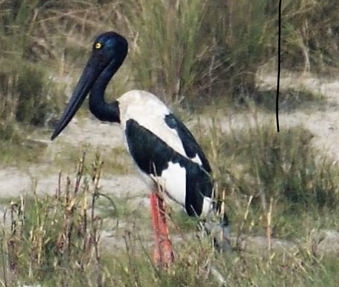 Black-necked Stork - ML575766891