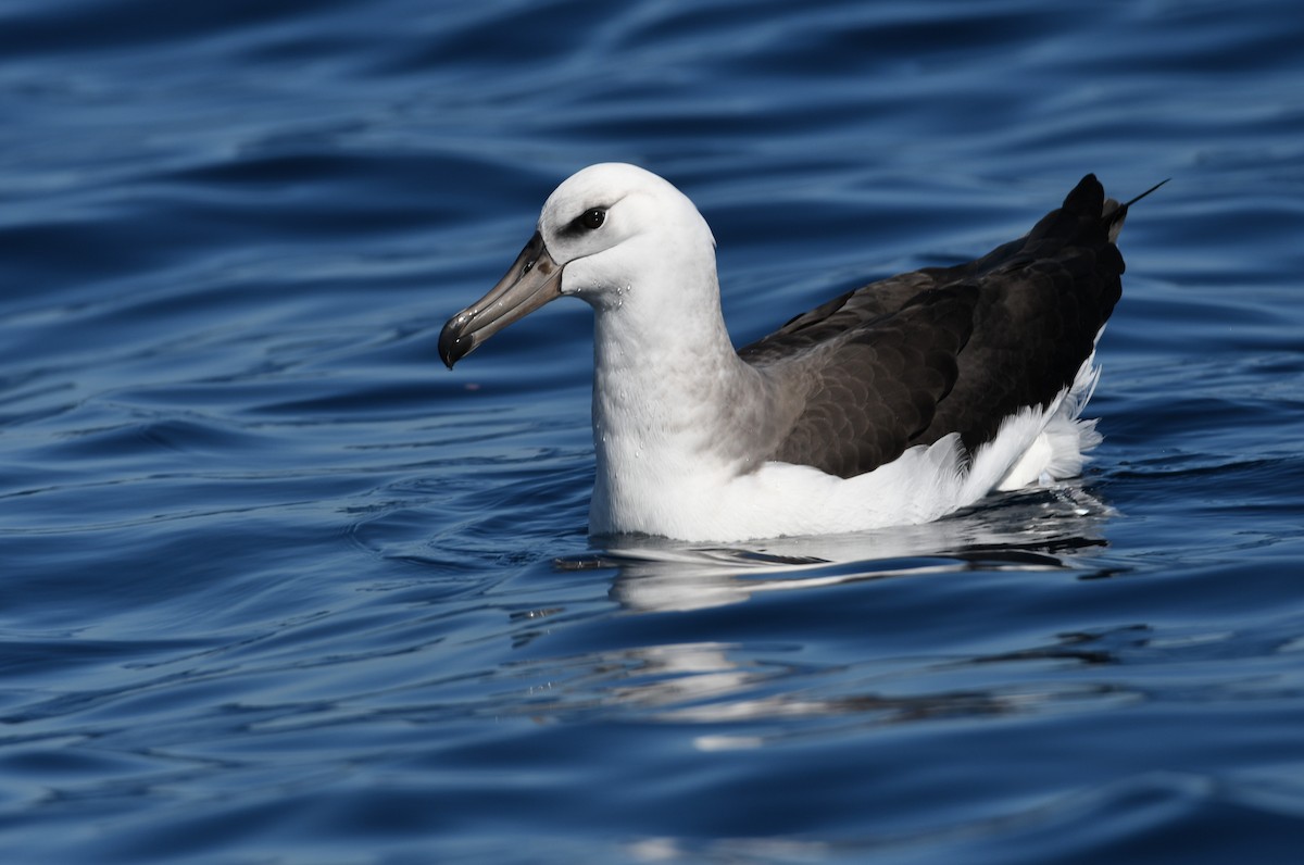 Black-browed Albatross - ML575768911