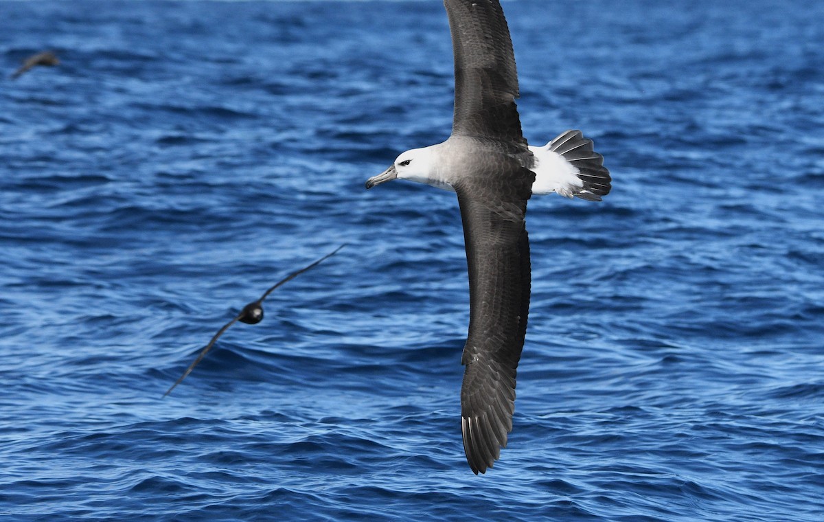Black-browed Albatross - ML575768931