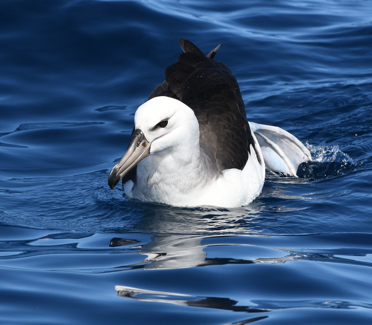 Black-browed Albatross - ML575769051