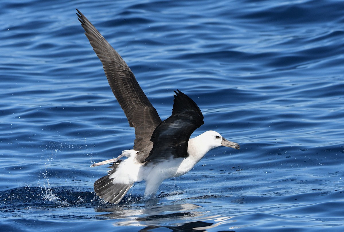 Black-browed Albatross - ML575769081