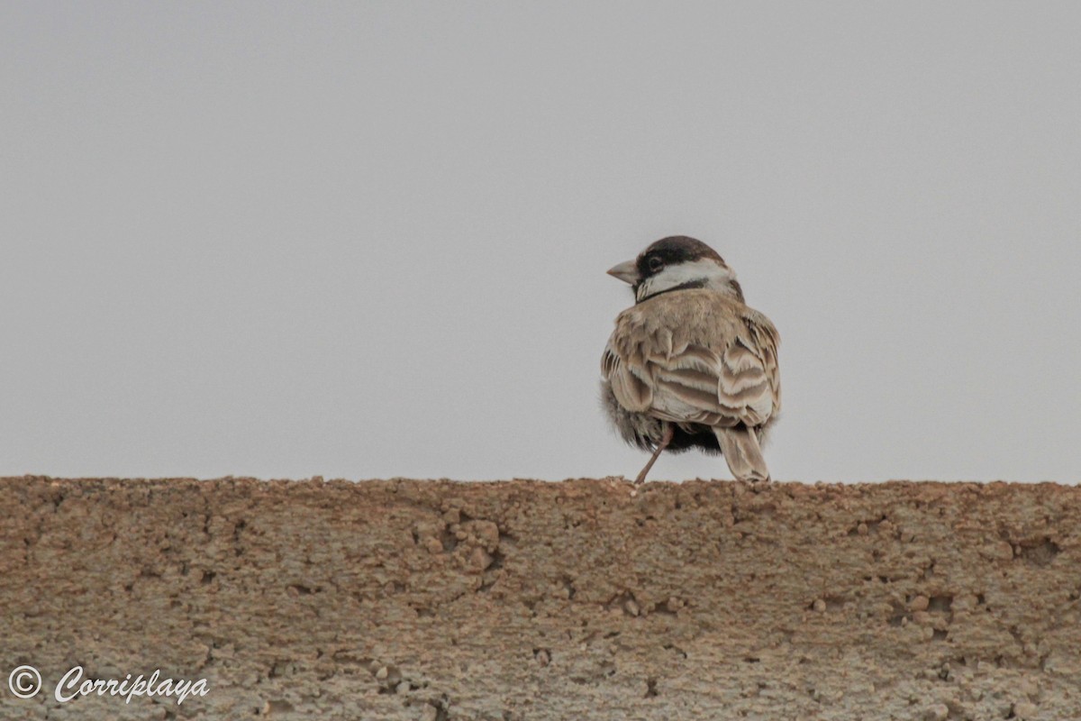 Black-crowned Sparrow-Lark - ML575773471