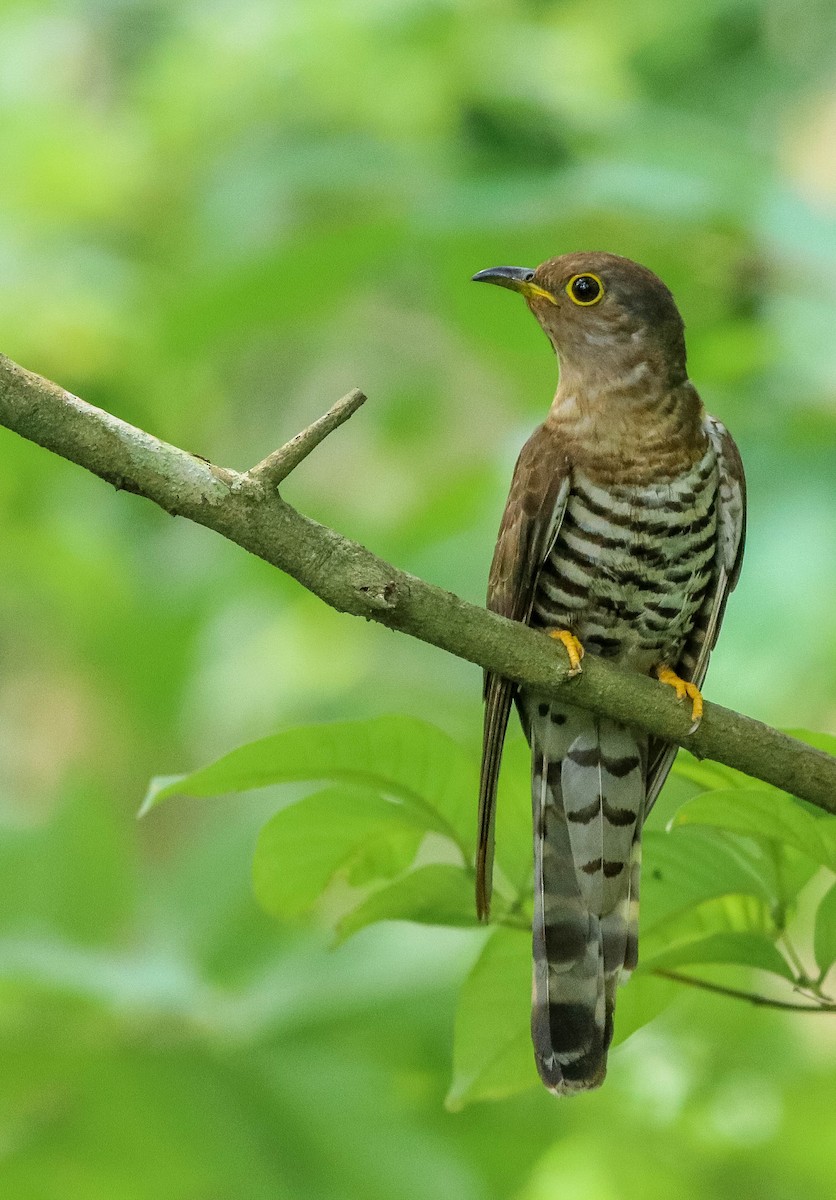 Indian Cuckoo - ML575776031