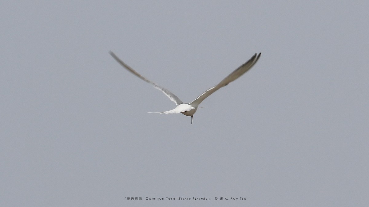Common Tern - Ray Tsu 诸 仁