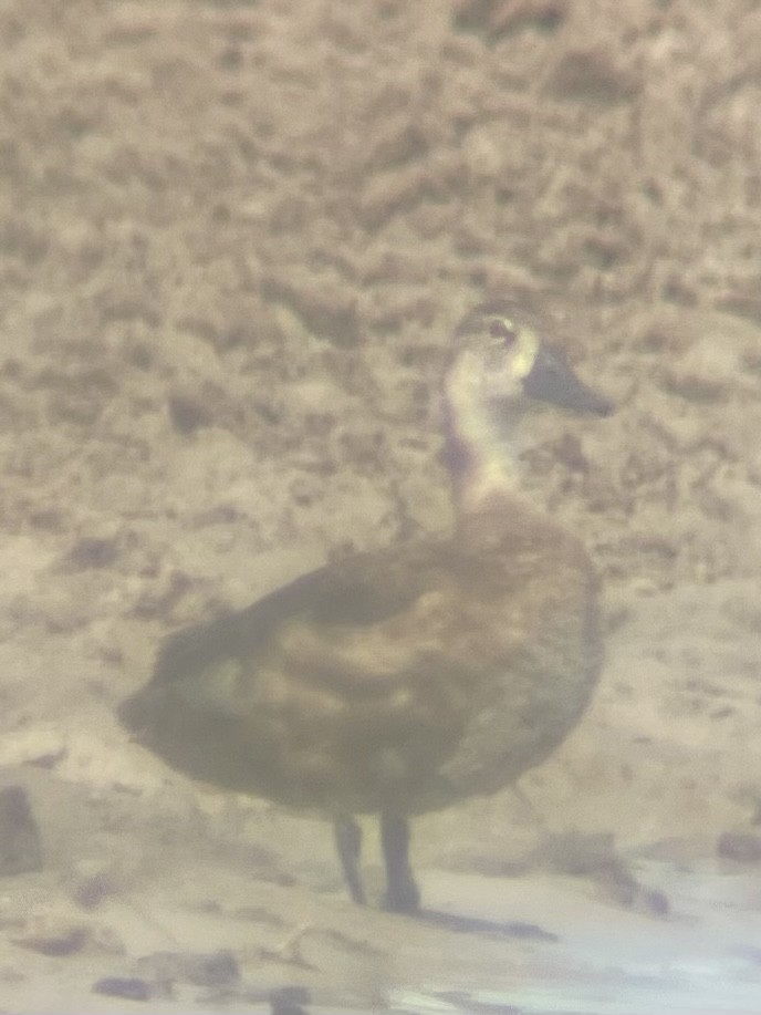 Ring-necked Duck - ML575782241