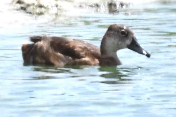 Ring-necked Duck - ML575782251