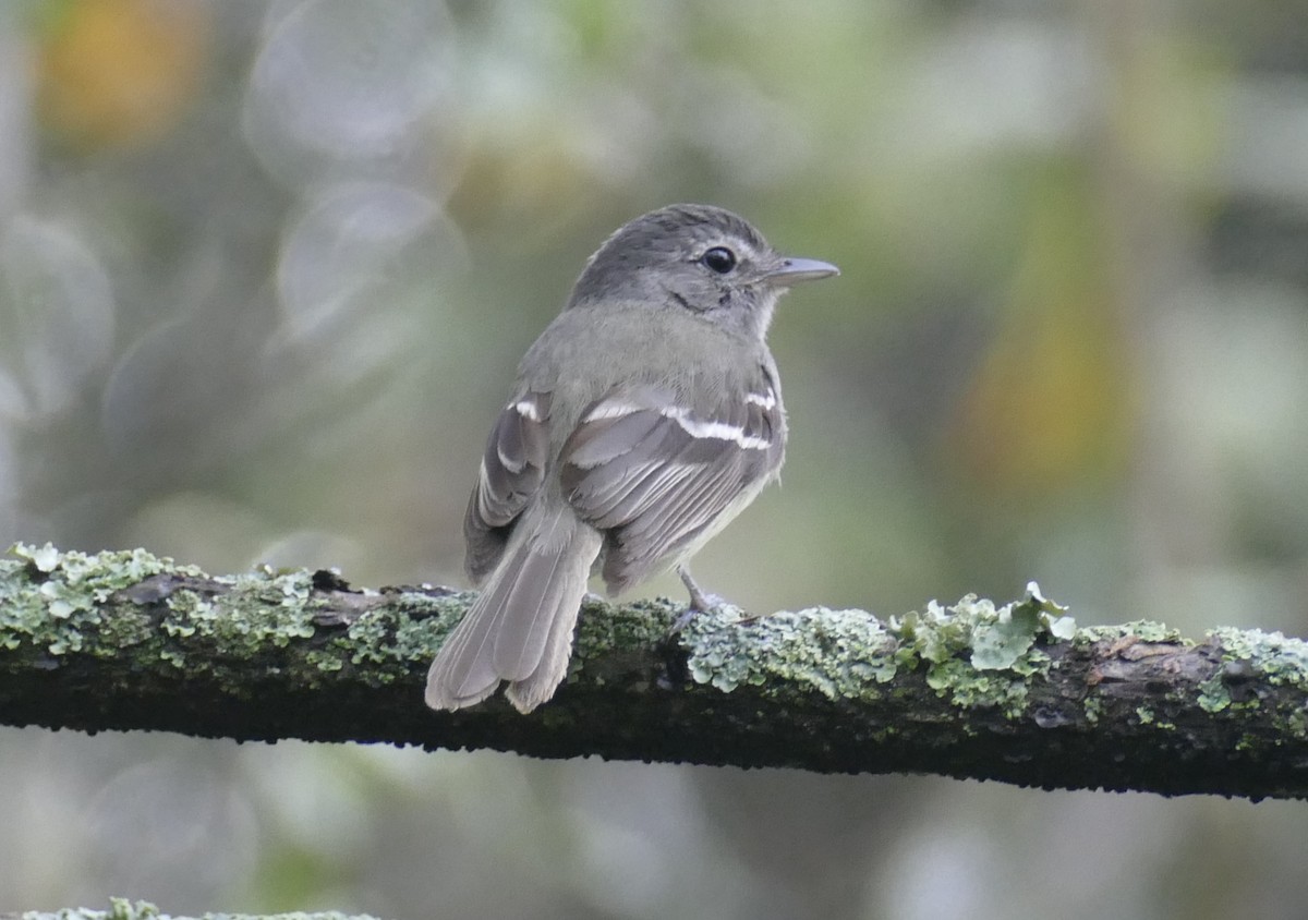 Gray-breasted Flycatcher - ML575782901
