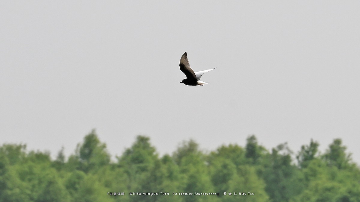 White-winged Tern - ML575784561