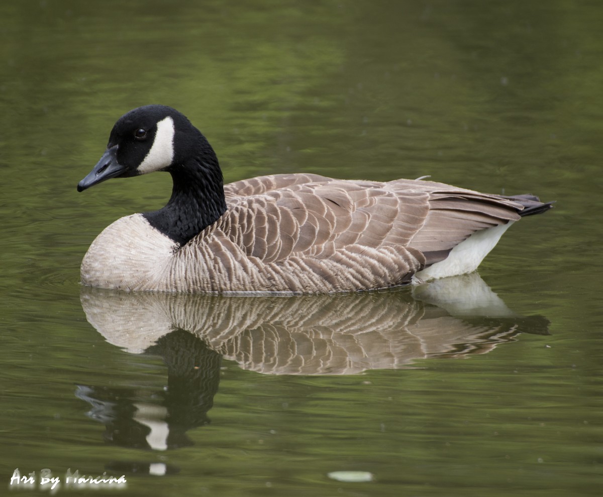 Canada Goose (canadensis Group) - Marcina Trimmell