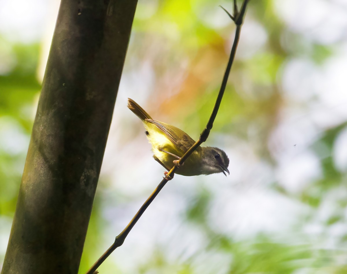 Yellow-bellied Warbler - ML575792131