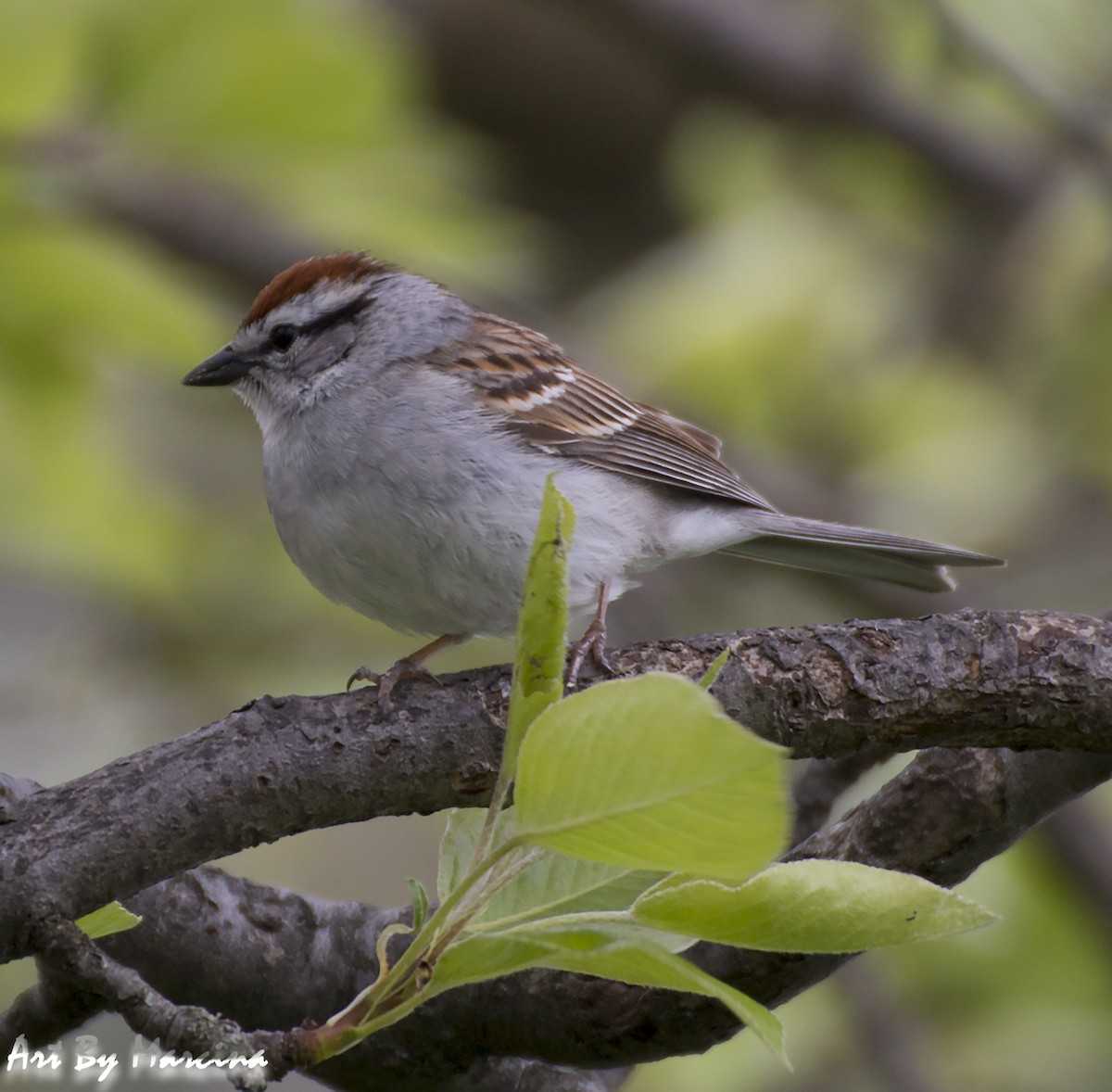 Chipping Sparrow - Marcina Trimmell