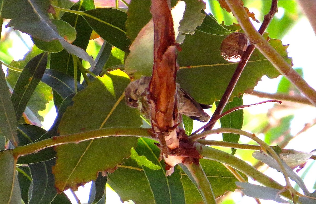 Anna's Hummingbird - ML57579481