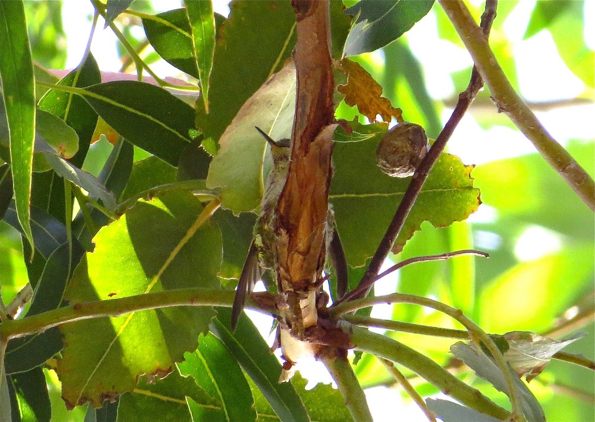Anna's Hummingbird - ML57579491