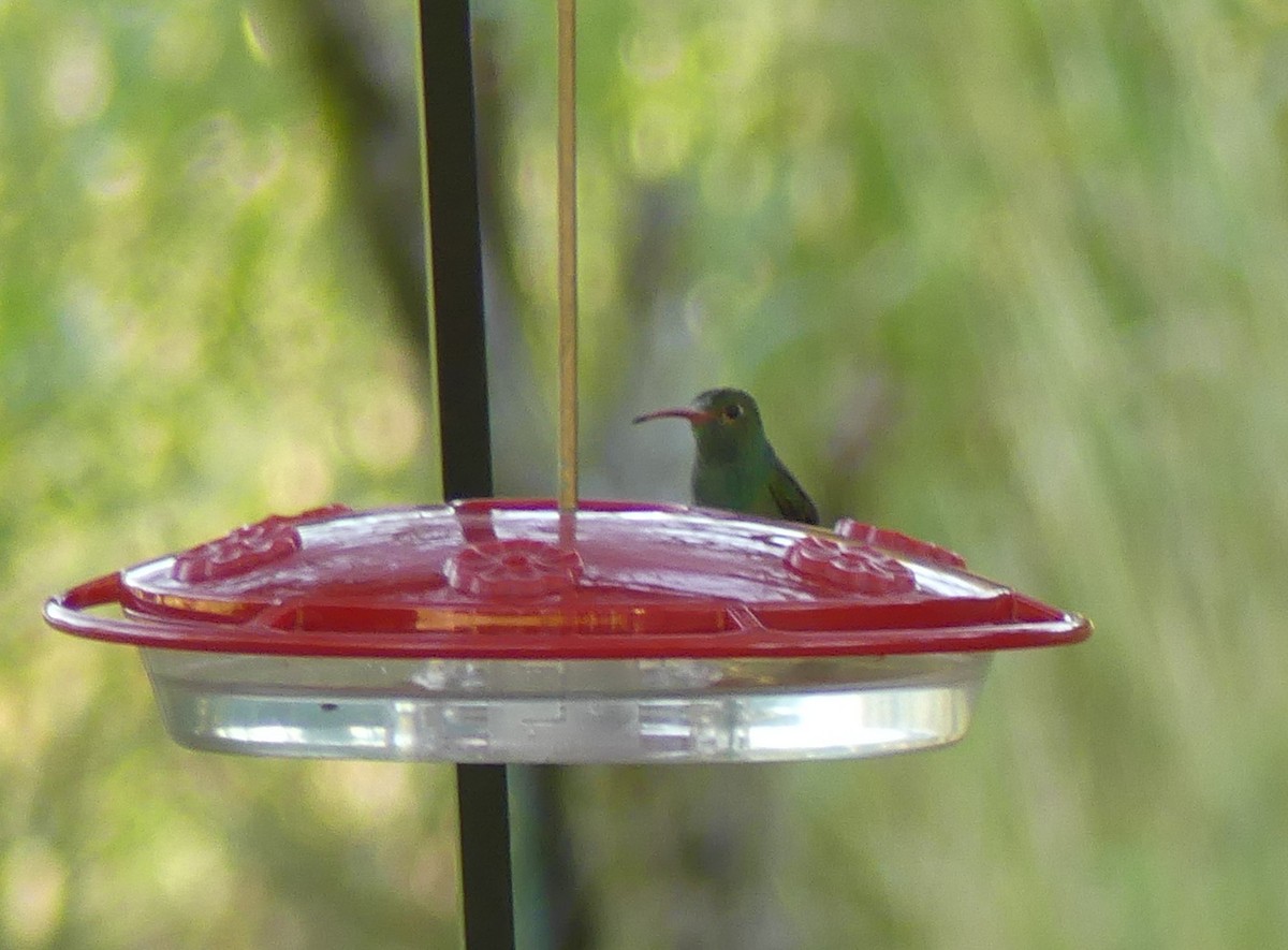 Buff-bellied Hummingbird - Shelia Hargis