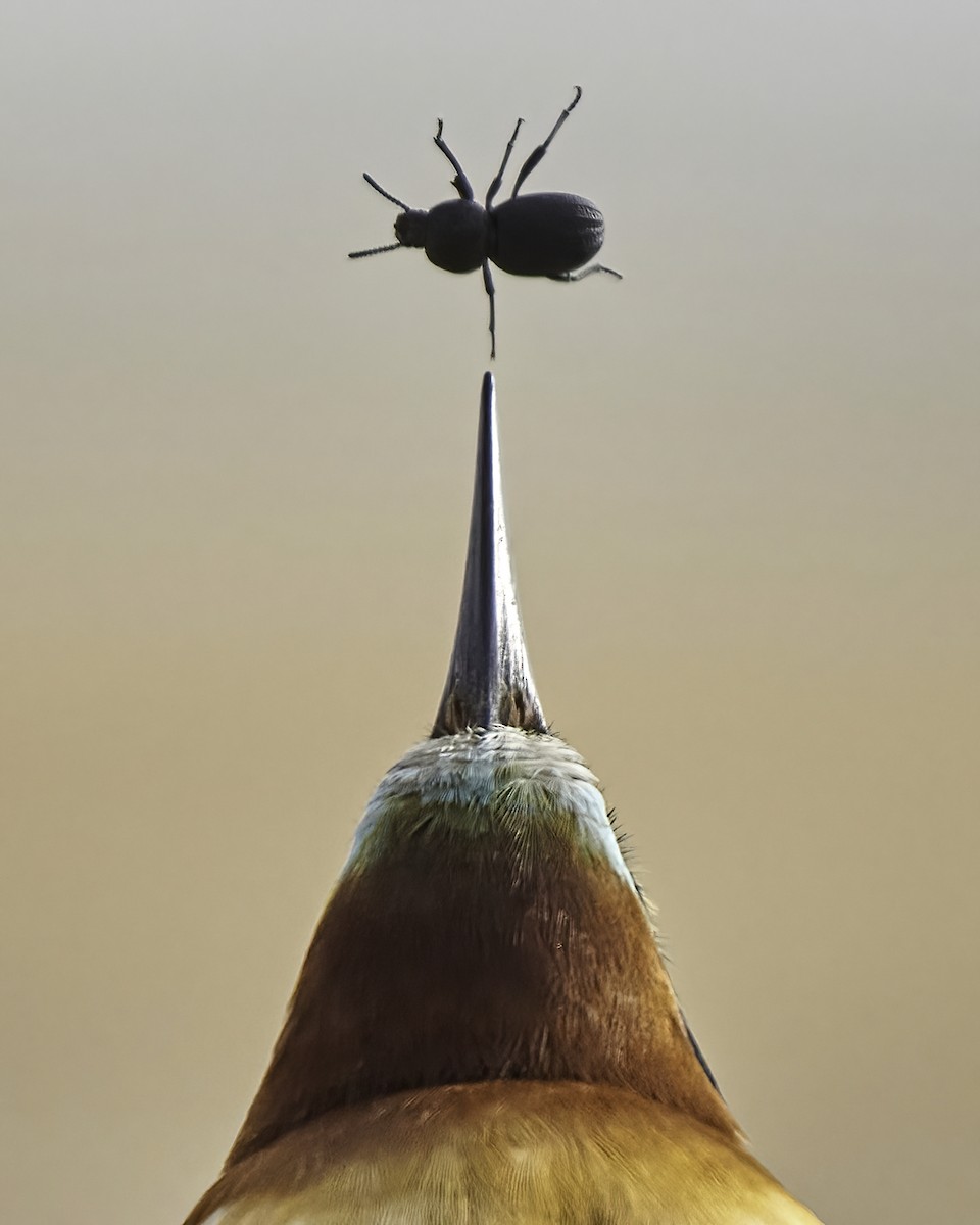 European Bee-eater - ML575798701