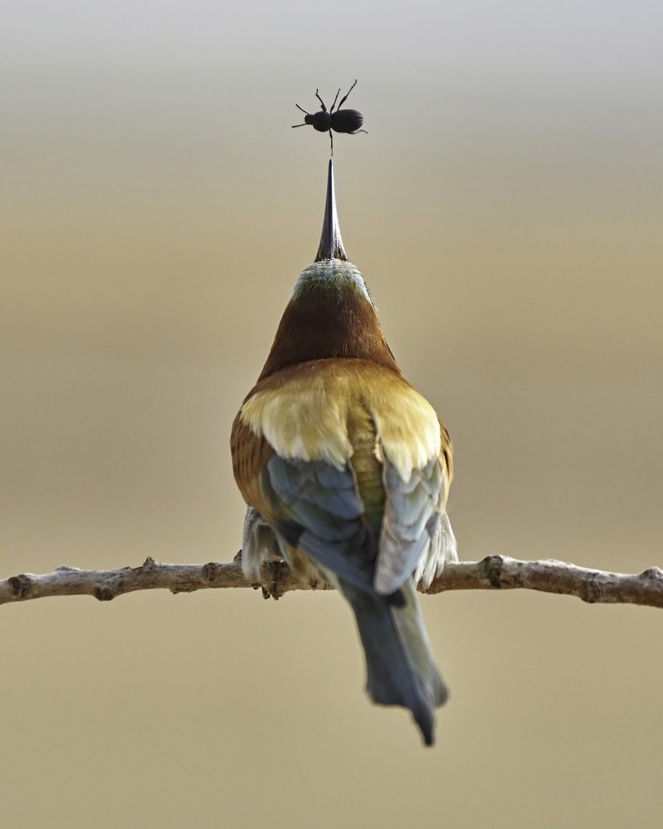 European Bee-eater - ML575798721