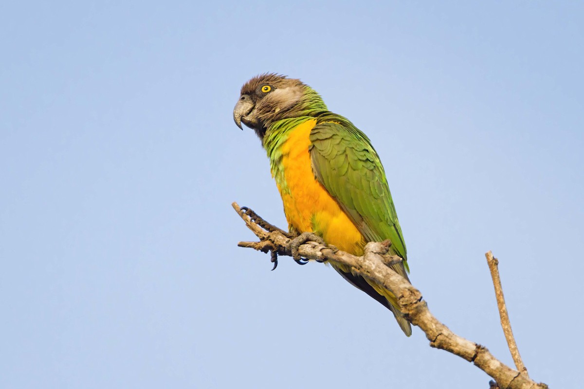 Сенегальский попугай - ML575799951