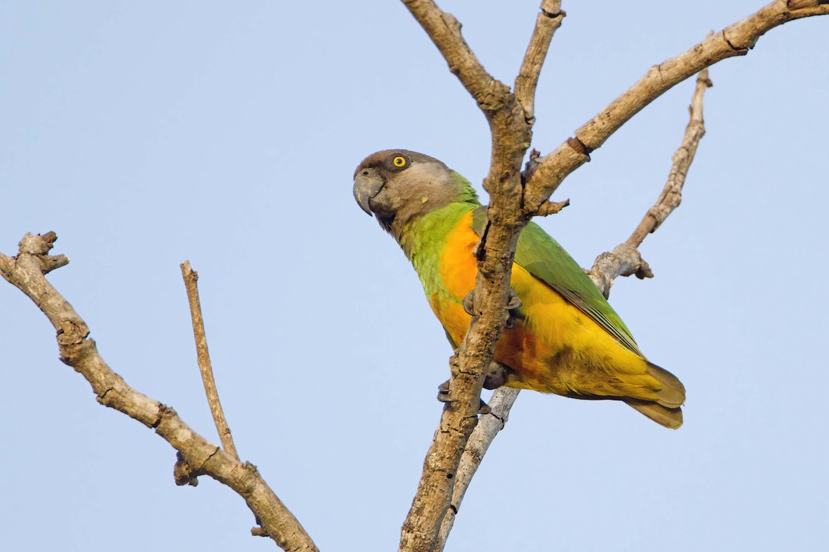 Сенегальский попугай - ML575799961