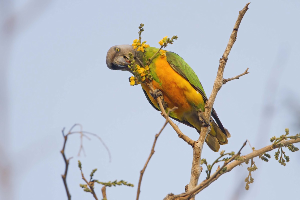 Сенегальский попугай - ML575799971