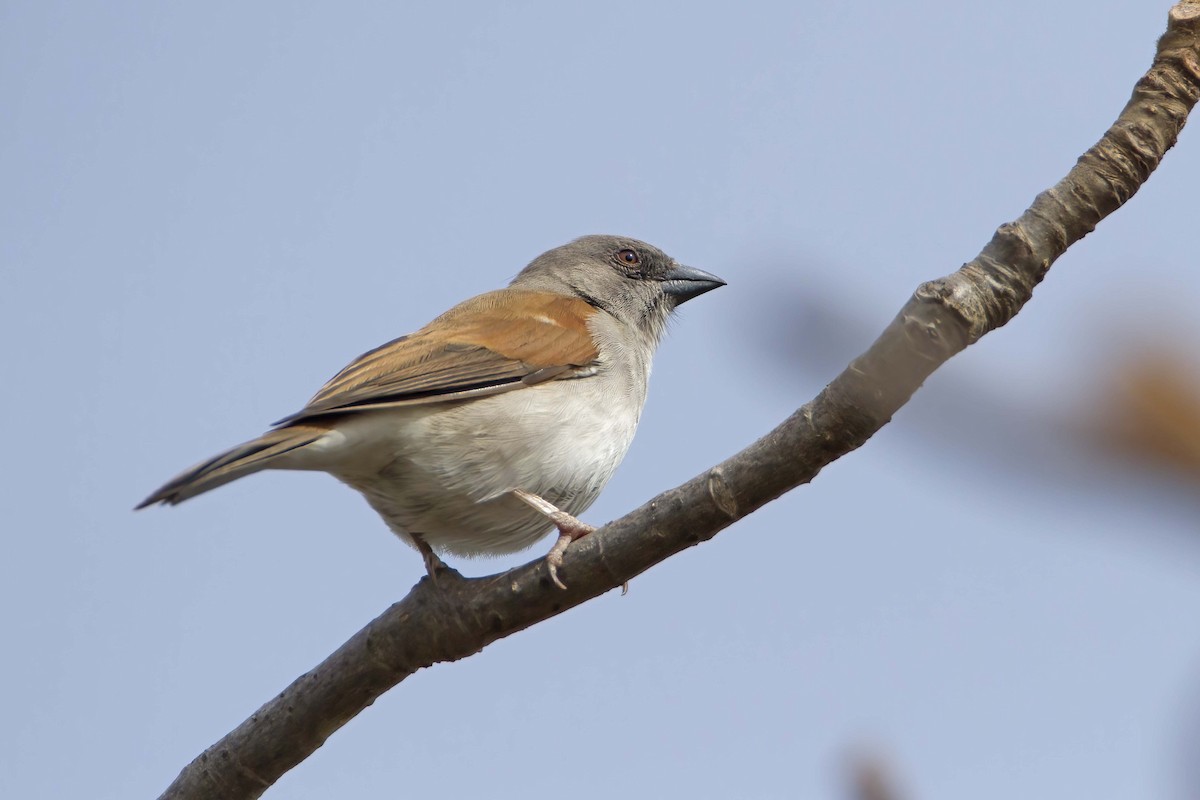 Northern Gray-headed Sparrow - ML575800311
