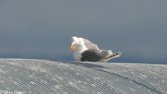 Herring x Glaucous-winged Gull (hybrid) - ML575800731