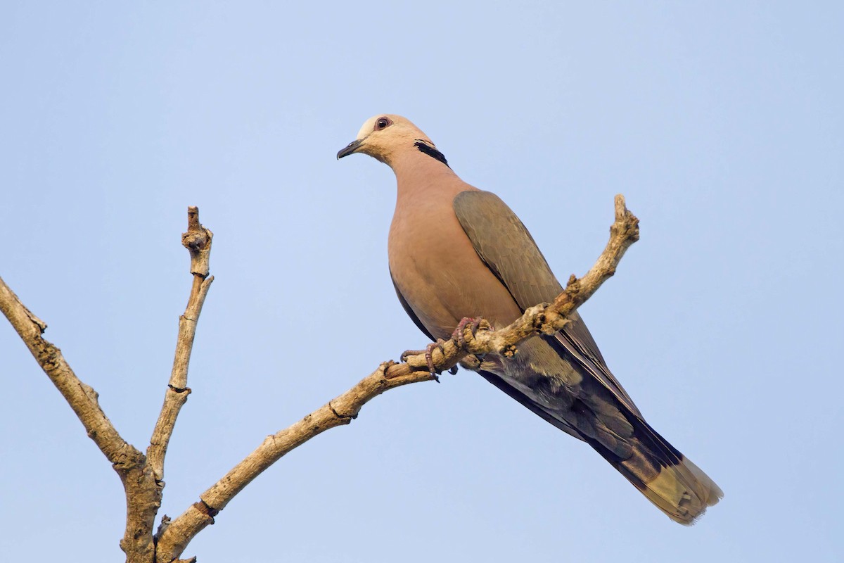 Red-eyed Dove - ML575801681