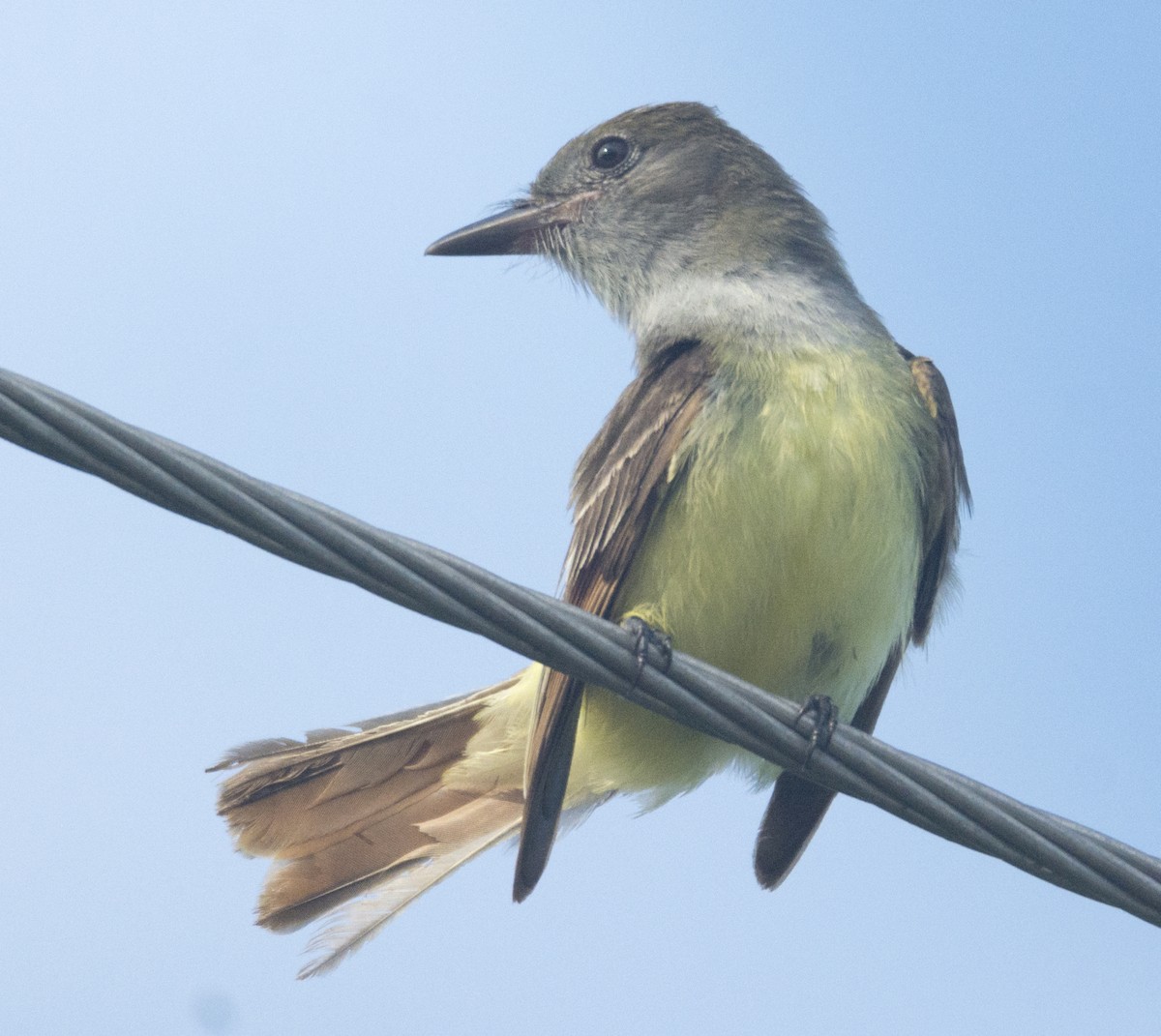 Great Crested Flycatcher - ML575801731