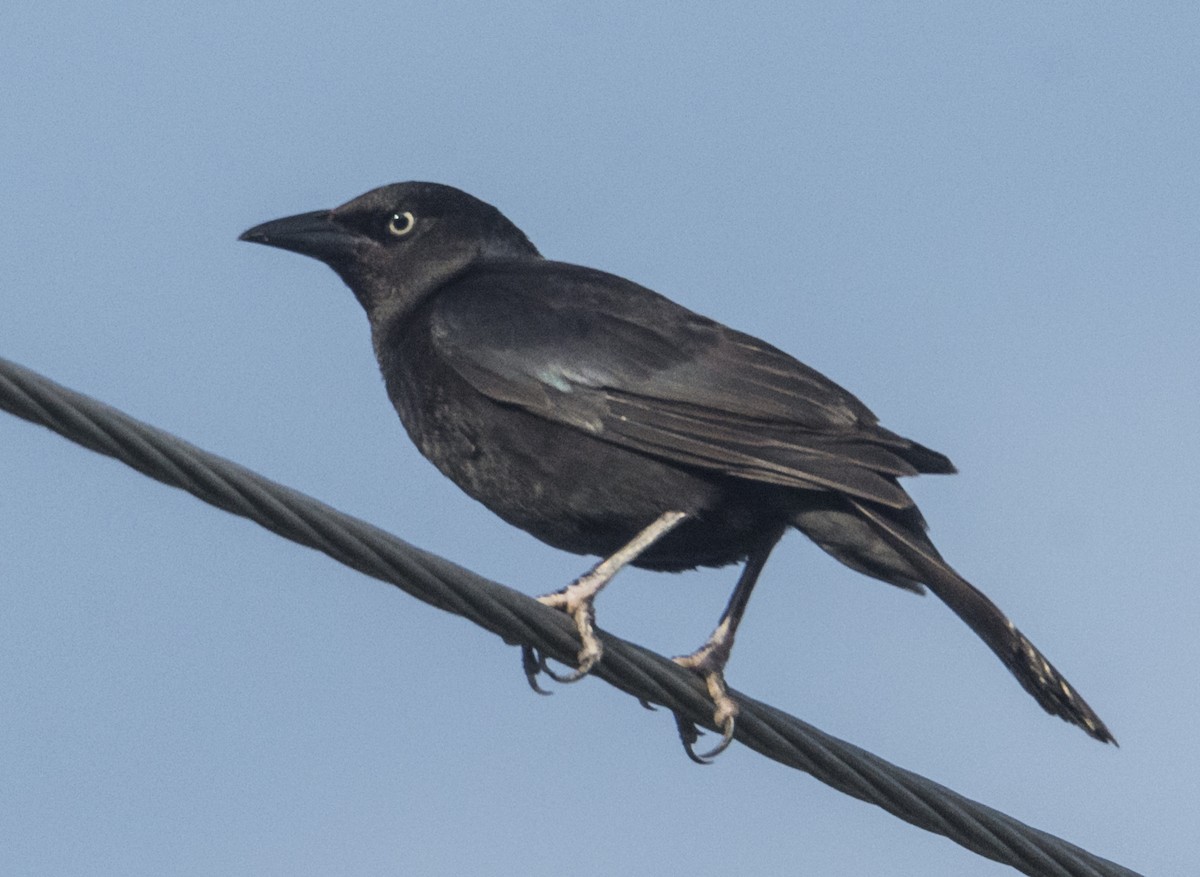 Common Grackle - ML575801801