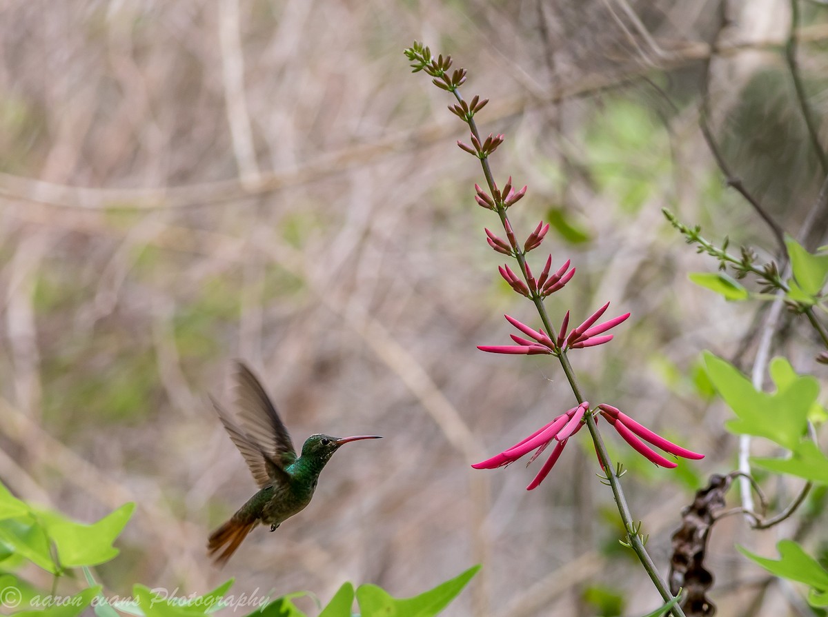Buff-bellied Hummingbird - aaron evans