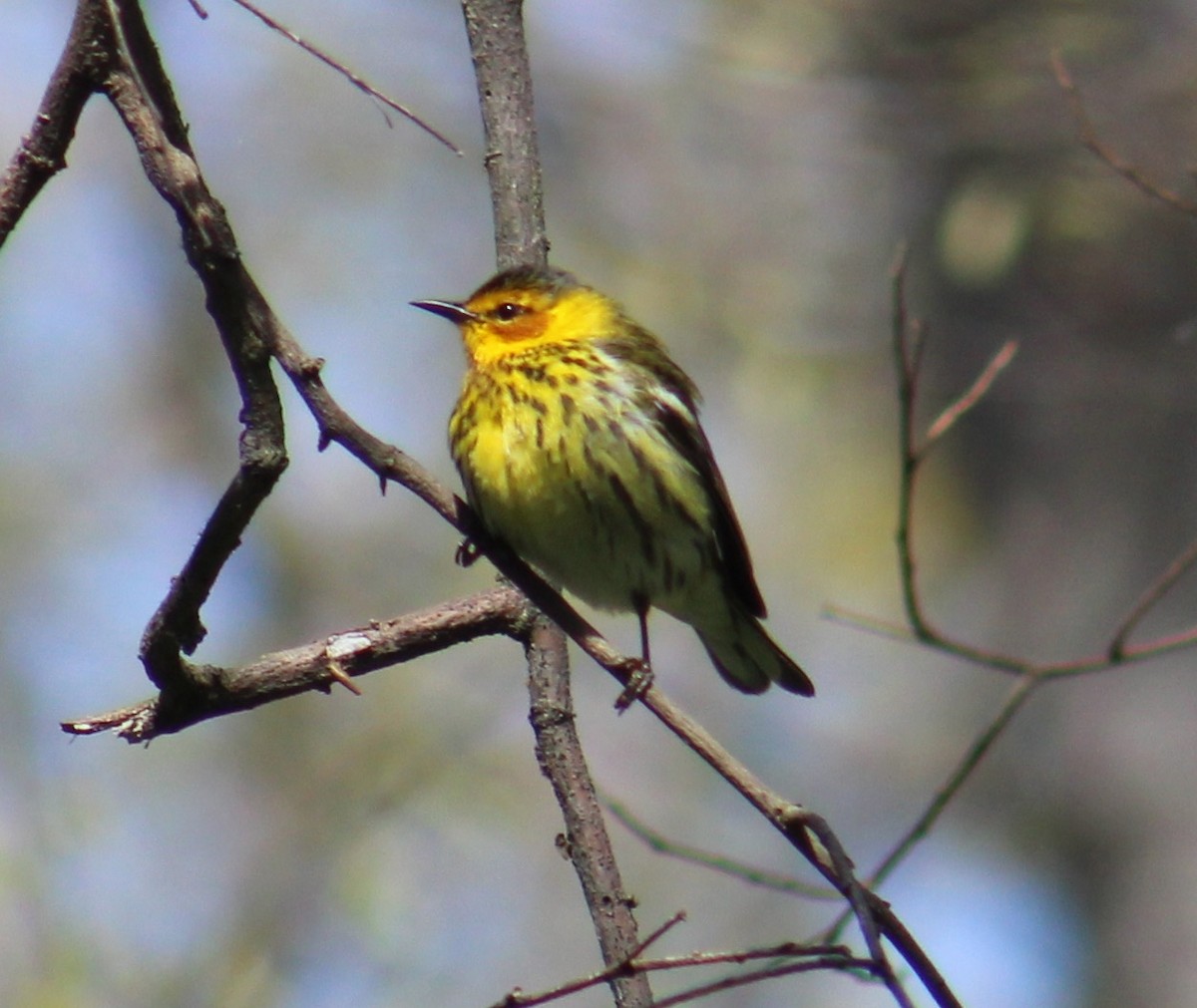 Cape May Warbler - Emily Strelow
