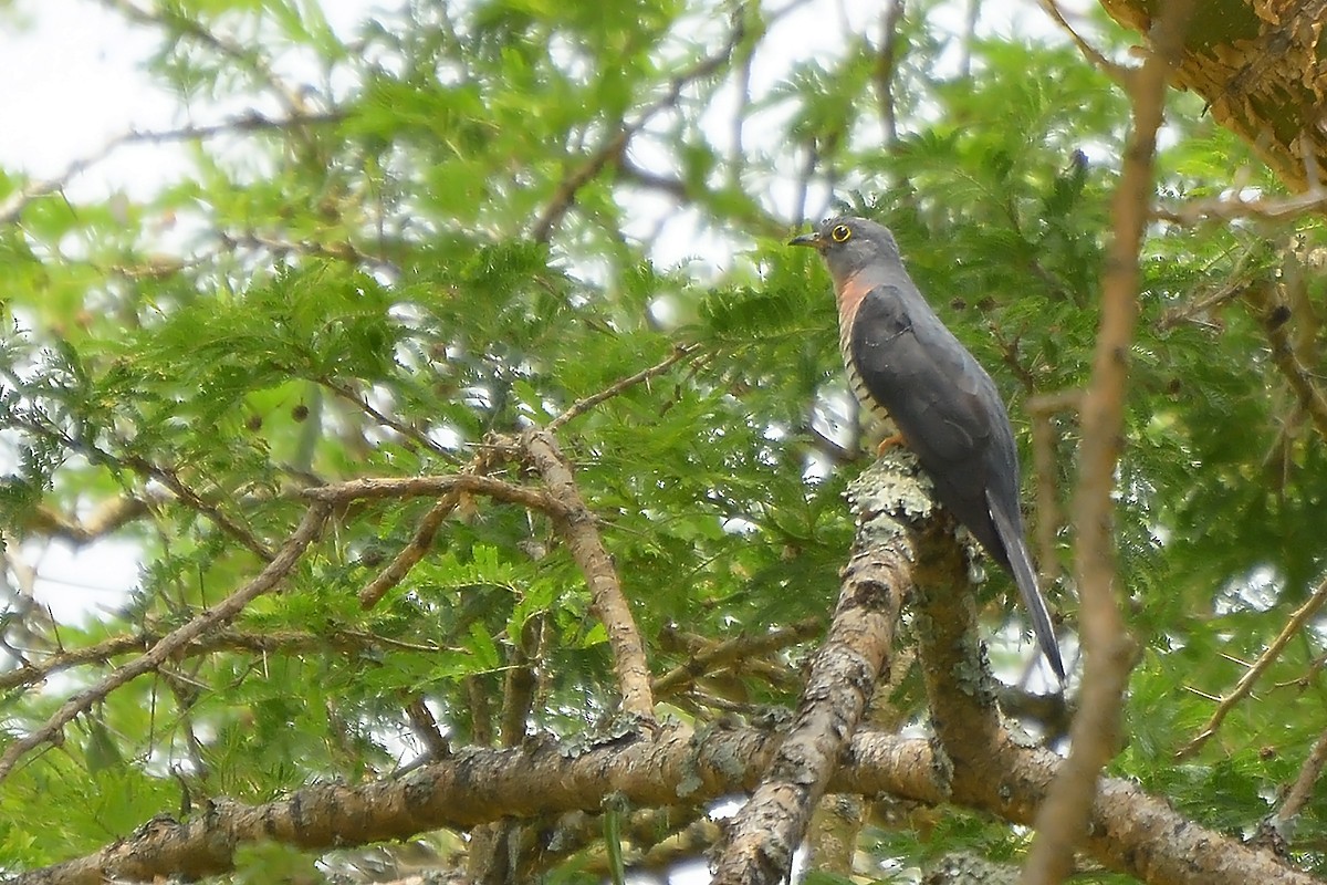 Red-chested Cuckoo - ML575806221