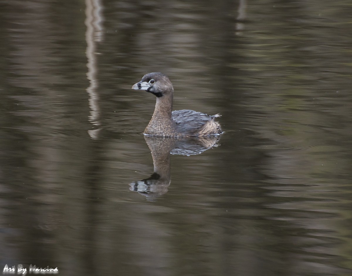 Pied-billed Grebe - Marcina Trimmell