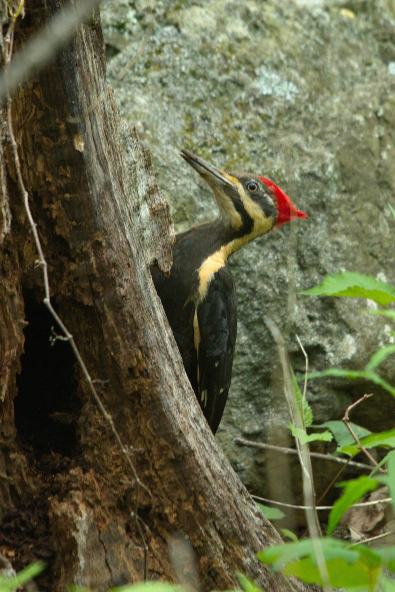 Pileated Woodpecker - ML57580741
