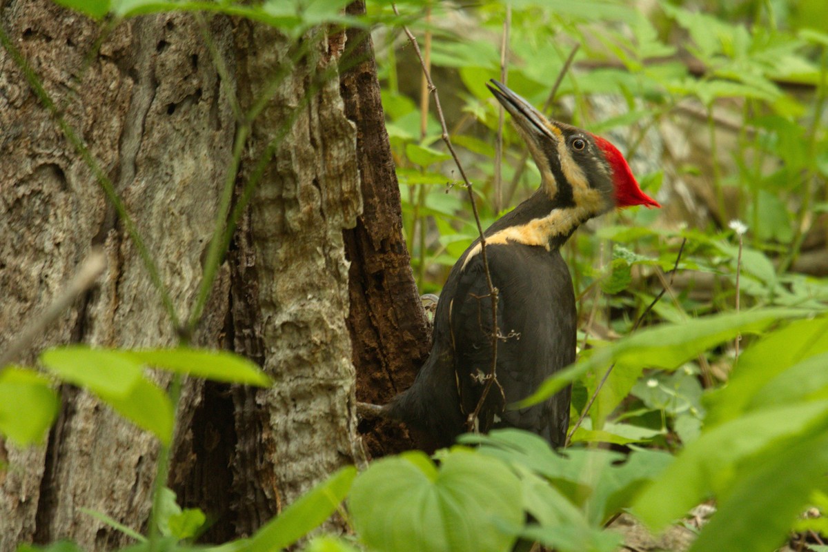 Pileated Woodpecker - ML57580771