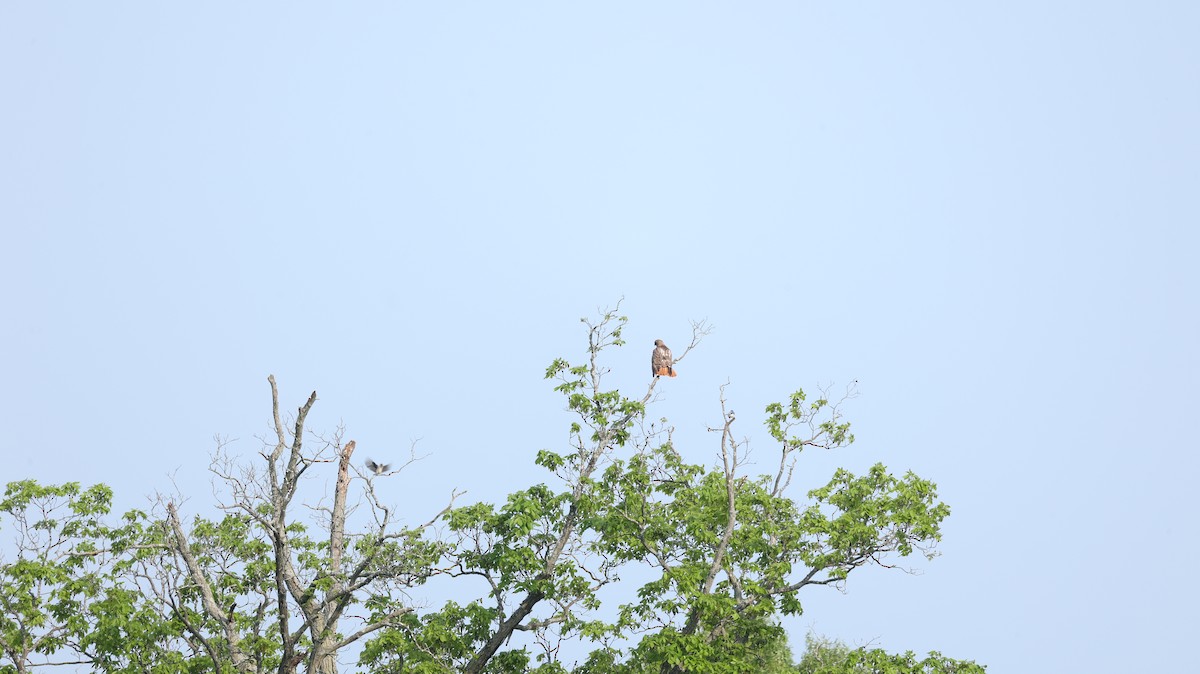 eBird Checklist 21 May 2023 40 Patten Rd, North Haven USCT (41.3818,72.8275) 32 species