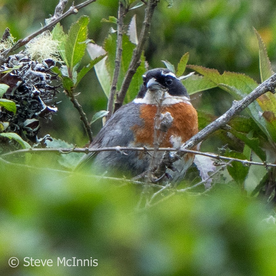 Chestnut-breasted Mountain Finch - ML575820111
