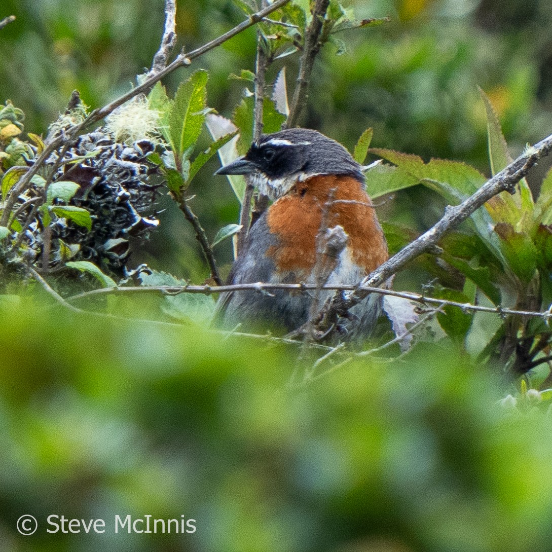 Chestnut-breasted Mountain Finch - ML575820121