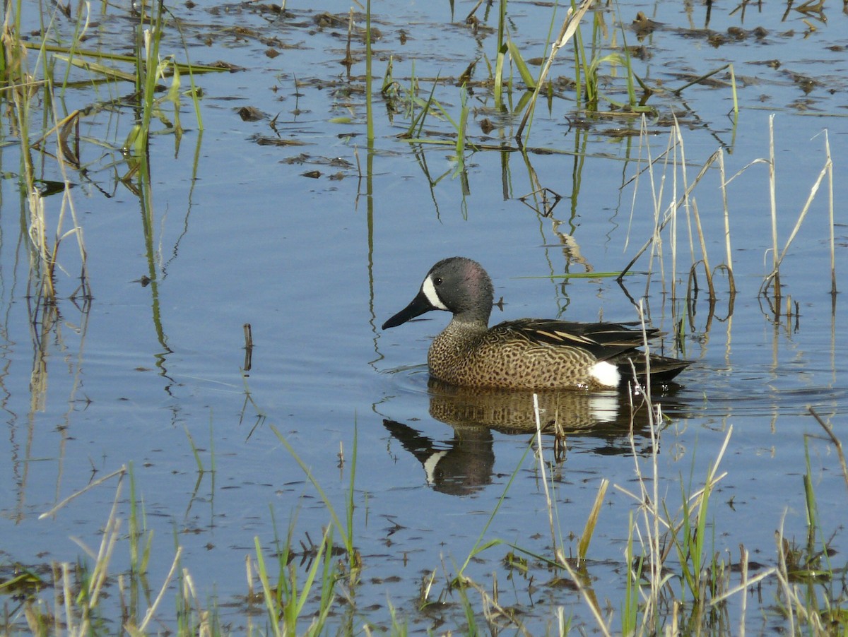 Blue-winged Teal - ML57582561