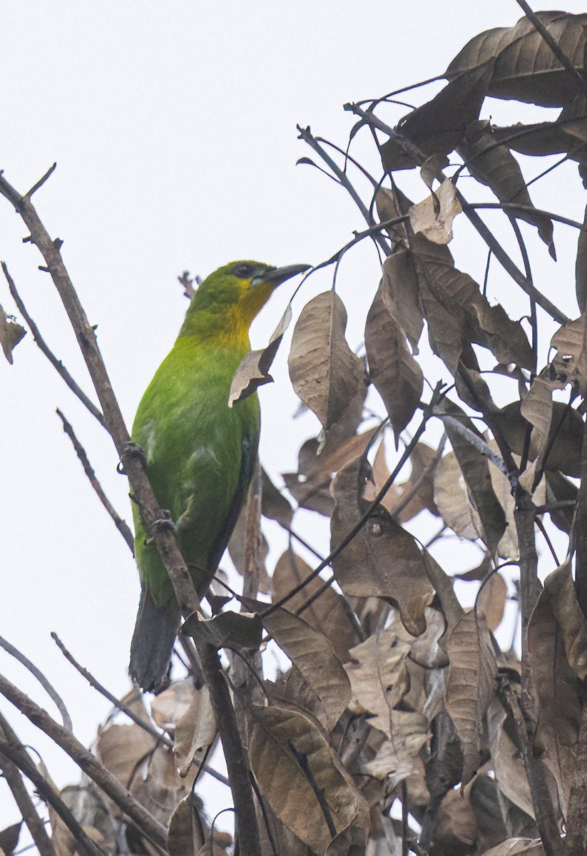 Yellow-throated Leafbird - ML575825631