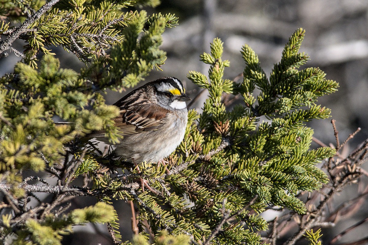 White-throated Sparrow - ML575828301